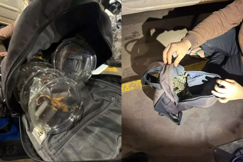 Mochila vira zoológico ilegal: passageiro é flagrado com animais exóticos na fronteira do PR