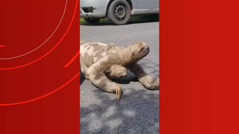 Momento de pura fofura: Mãe preguiça e seu filhote são flagrados em travessia delicada no Amazonas