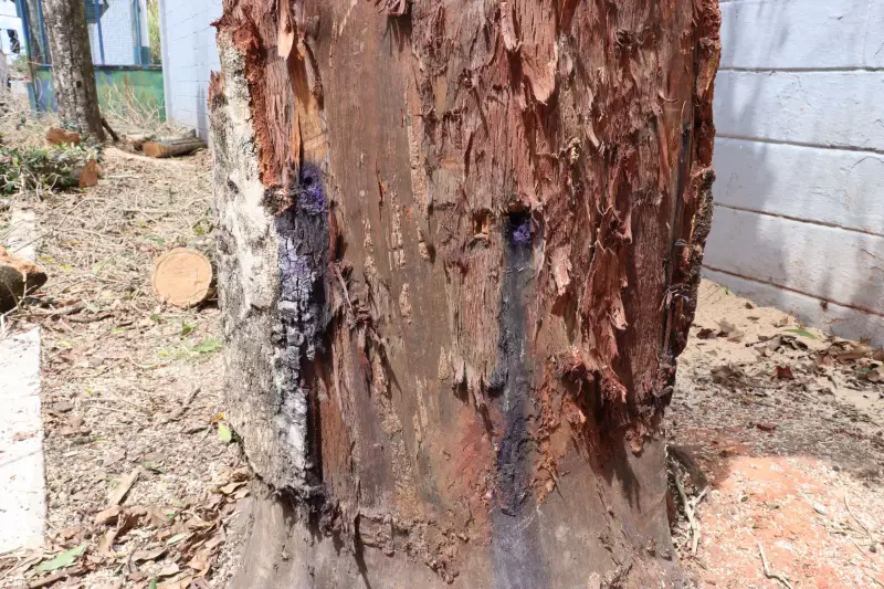 Morador da Grande SP é acusado de envenenar árvores para ter vista desobstruída