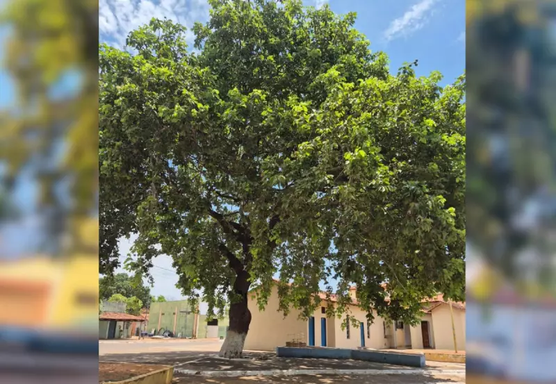 Moradores impedem derrubada de pé de pequi centenário em Tocantins: 'É nossa história'
