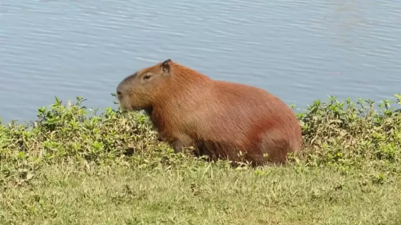 Morte de capivara gera investigação policial no Paraná: suspeita de crime ambiental