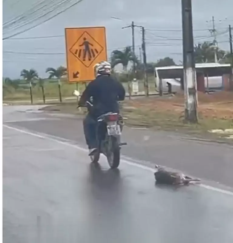 Motociclista é identificado por arrastar cachorro em cena de crueldade chocante em Rio Largo