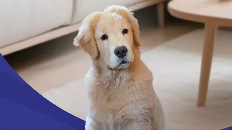 Nicácio Prev Inova com Cão de Apoio Emocional: Conheça o Nicão