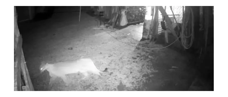 Onça-parda é flagrada dentro de sítio em Mogi das Cruzes; veja imagens impressionantes