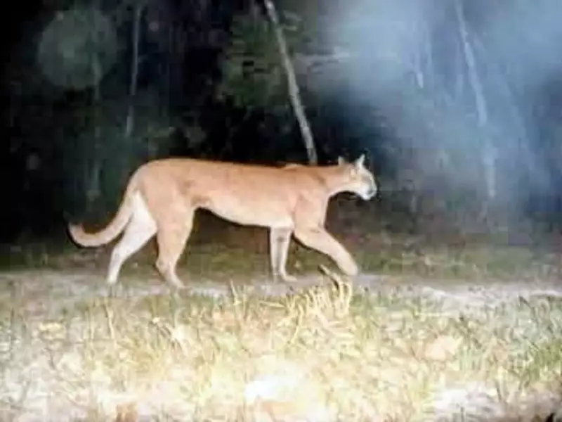 Onça-parda é flagrada em plena luz do dia no Parque Natural de Volta Redonda
