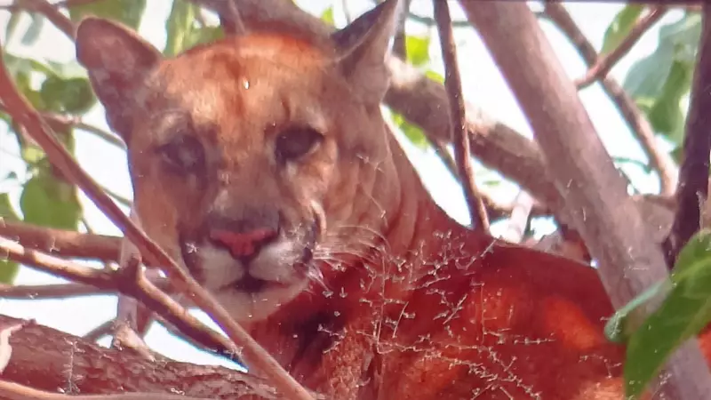 Onça-parda é flagrada em árvore no quintal de casa e família fica refém em MG