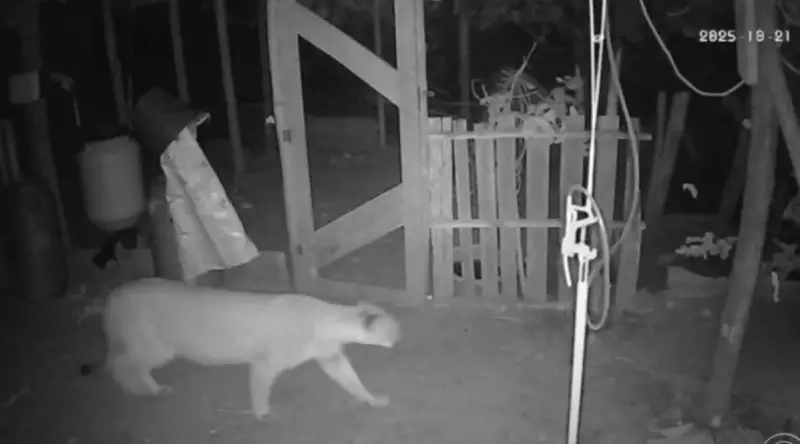 Onça Parda é Flagrada em Vídeo: Mistério do Sumiço das Galinhas é Solucionado em Sítio de Bauru