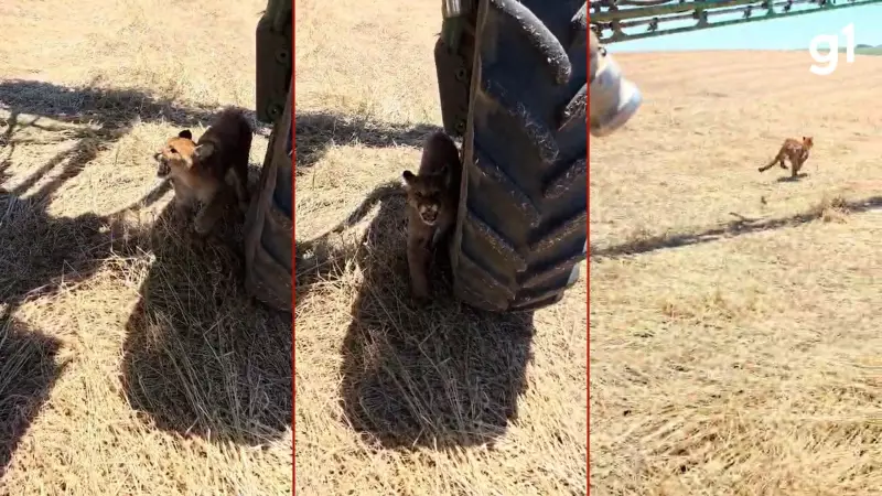 Onça-parda surpreende agricultores em lavoura no interior do RS; veja o vídeo impressionante
