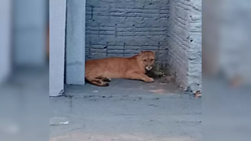 Onça-parda surpreende moradores ao circular por bairro residencial em Cedral, SP