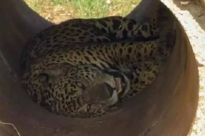 Onça-pintada tira cochilo em local inusitado no Pantanal e vídeo se torna sensação