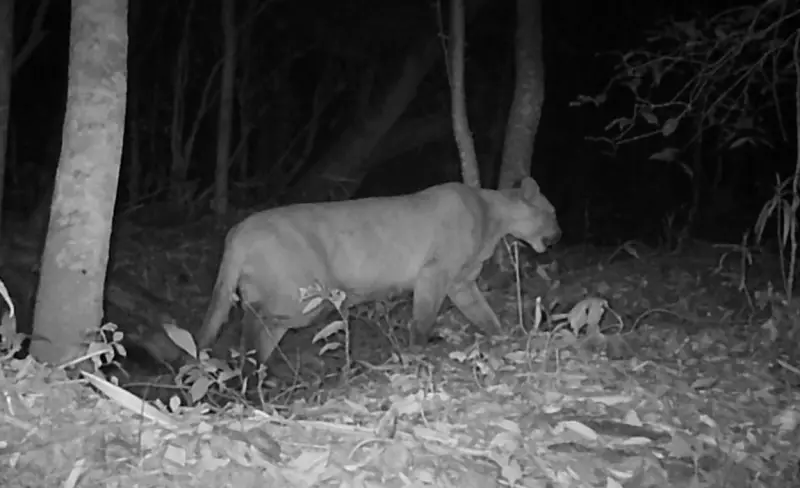 Onças-pardas invadem campus da Unesp em São Carlos e universidade emite alerta para estudantes