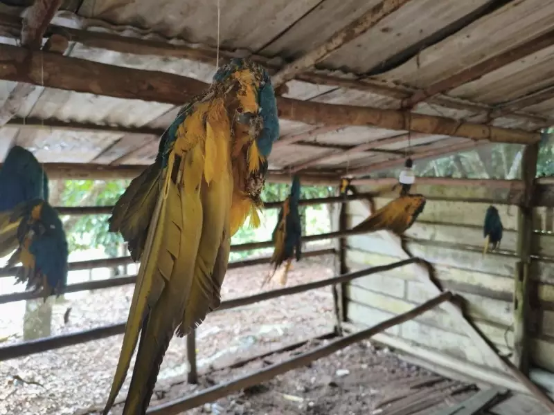 Operação ambiental prende suspeito com 13 araras ameaçadas de extinção no AM | Crime na BR-174