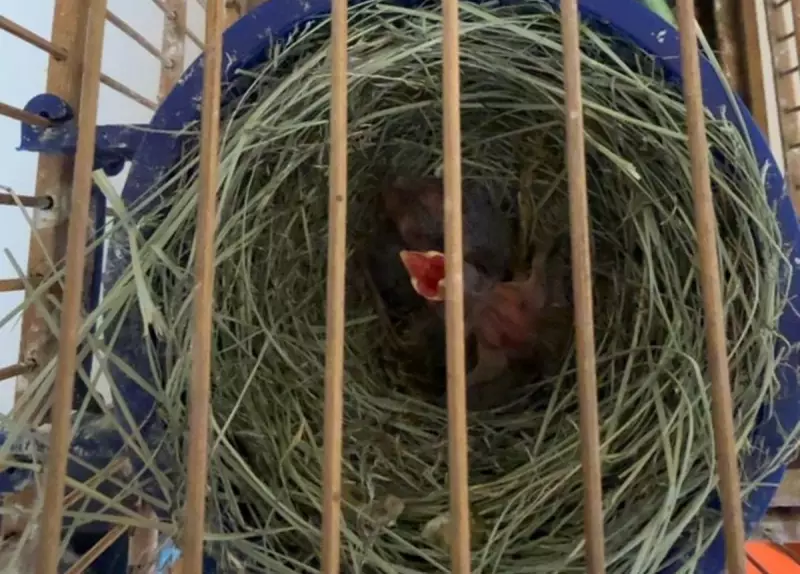 Operação contra tráfico de animais resgata 50 aves e aplica R$ 66 mil em multas na Zona da Mata