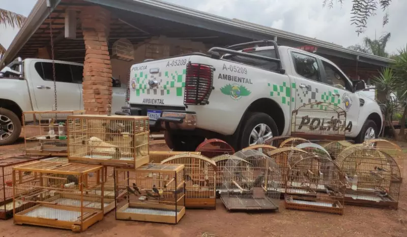Operação da Polícia Ambiental resgata 46 aves silvestres em Hortolândia, incluindo espécie ameaçada de extinção