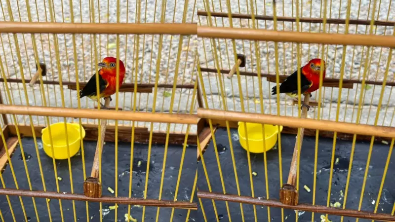 Operação da Polícia apreende 170 aves silvestres em feira de Fortaleza; homem é preso