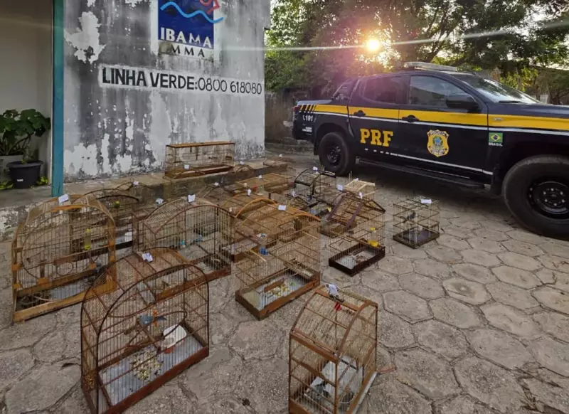 Operação da PRF no Maranhão: 70 aves silvestres resgatadas e madeira ilegal apreendida