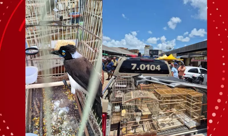 Operação de Resgate na Bahia Salva Aves Silvestres de Feiras Ilegais | Denúncia Anônima