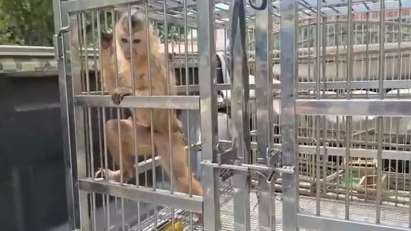 Operação de Resgate no Piauí Liberta Animais Silvestres de Cativeiro Ilegal