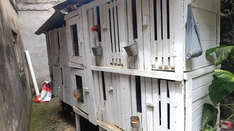 Operação em Barra Mansa desmantela rinha de galos e apreende aves mantidas em cativeiro irregular