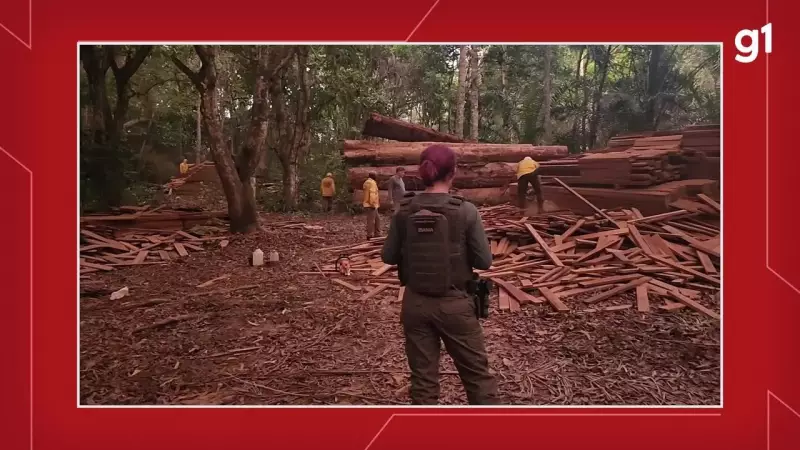 Operação Maravalha: PF apreende mais de 5 mil m³ de madeira ilegal no Pará em megaoperação ambiental