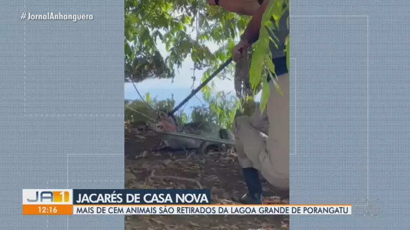 Operação Retira Mais de 100 Jacarés de Lagoa Turística em Cidade de Goiás: Entenda o Caso