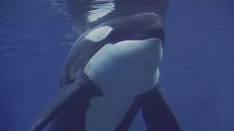 Orcas Afundam Barco de Família Francesa no Atlântico: Ataque Surpreendente é Registrado em Vídeo