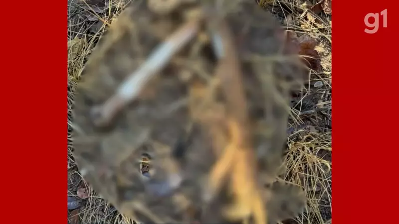 Ossada Humana é Encontrada em Cova Rasa na Zona Rural do Maranhão: Mistério no Barao de Grajau