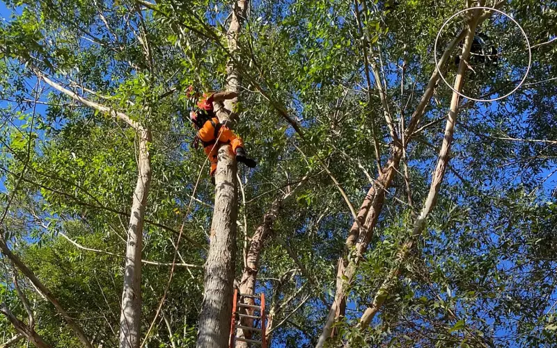 Paraglider Fica Preso em Árvore Após Decolagem em MG: Resgate com Guindaste é Necessário