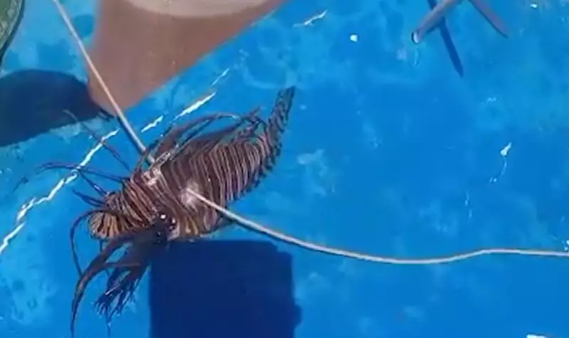 Peixe-leão invasor é flagrado pela 1ª vez na costa de Sergipe; espécie ameaça biodiversidade local