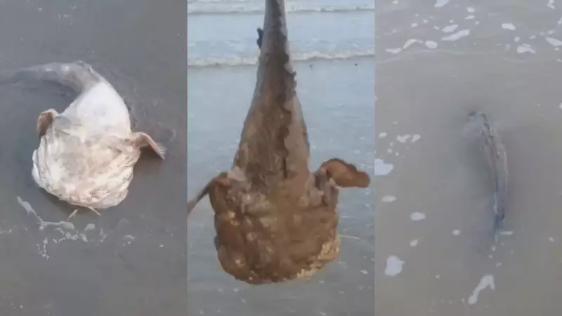 Peixe-sapo raro encalha em praia do Amapá e ganha volta ao mar em resgate emocionante
