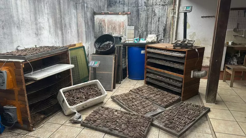 Pepinos-do-mar: Heróis Silenciosos dos Oceanos em Risco pelo Tráfico Internacional