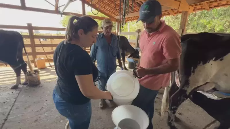Pequenos Produtores de Leite em Crise: Os Obstáculos para Sobreviver no Mercado Atual