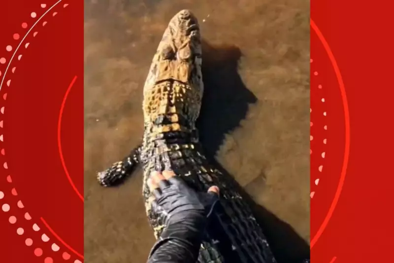 Pescador vira herói ao salvar jacaré fisgado por engano em rio de Rondônia