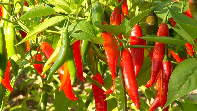 Pimentas Caseiras: Guia Completo para Cultivar e Fazer Conservas Saborosas