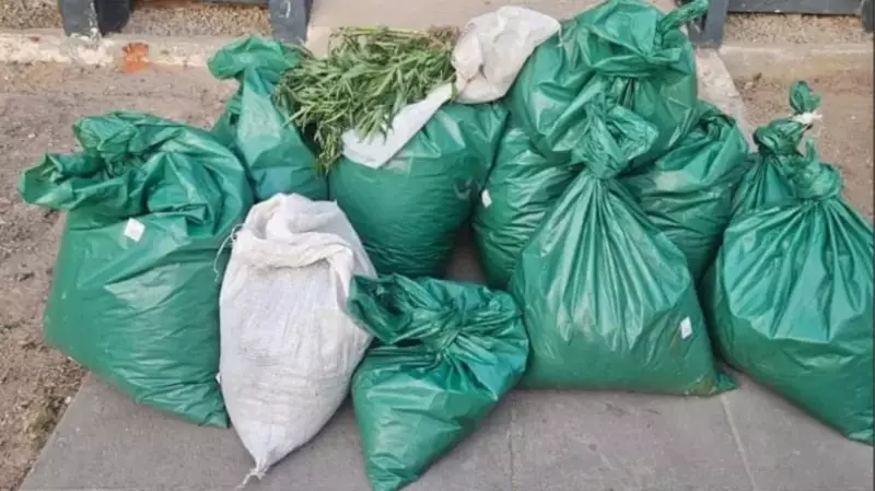 PM desmantela megaplantaçāo de maconha com 12 mil pés em terra indígena de Pesqueira
