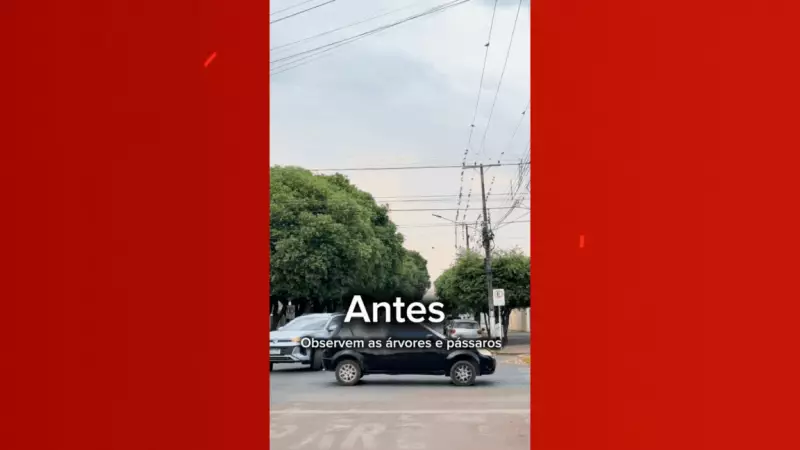 Poda de árvores em MT provoca revoada dramática: pássaros silvestres invadem fiação e prefeitura