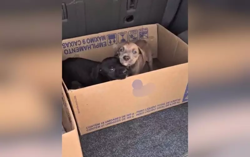 Polícia desvenda caso chocante: 30 filhotes mortos em canil de SP sob suspeita de maus-tratos