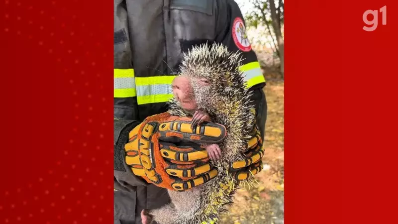 Porco-espinho invade residência em Caxias e é resgatado por bombeiros em operação inusitada