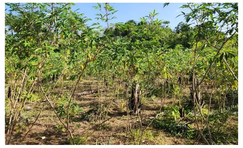 Praga Vassoura-de-Bruxa: Governo declara emergência fitossanitária em 8 cidades do Amapá