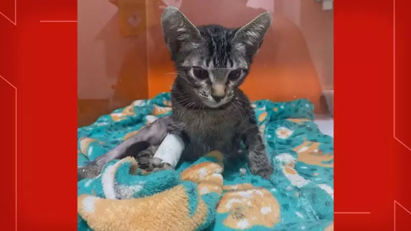 Psicólogo acusado de torturar gatos no DF é solto após 7 meses preso; caso ainda será julgado