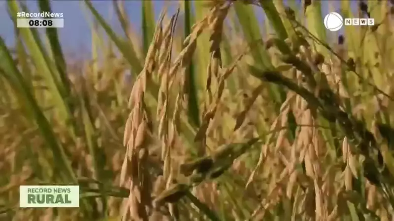 Queda no preço do arroz: entenda os impactos na cadeia produtiva e no bolso do consumidor