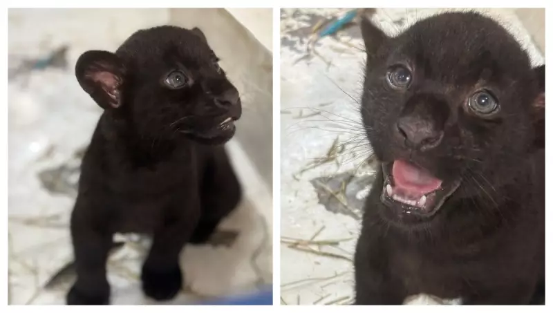 Raridade da Natureza: Filhotes de Onça-Pintada com Pelagem Única Nascem em Parque de Cotia