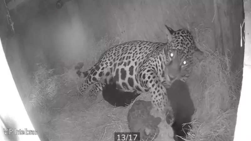 Raridade da Natureza: Onça-pintada dá à luz três filhotes em Taubaté, incluindo duas panteras-negras