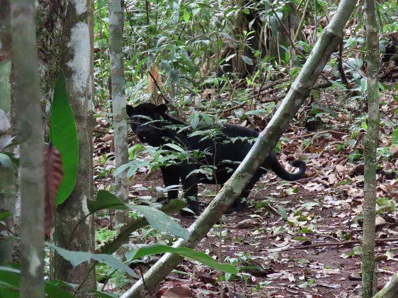 Raro flagrante: Biólogo captura imagem de onça-preta em reserva do Mato Grosso