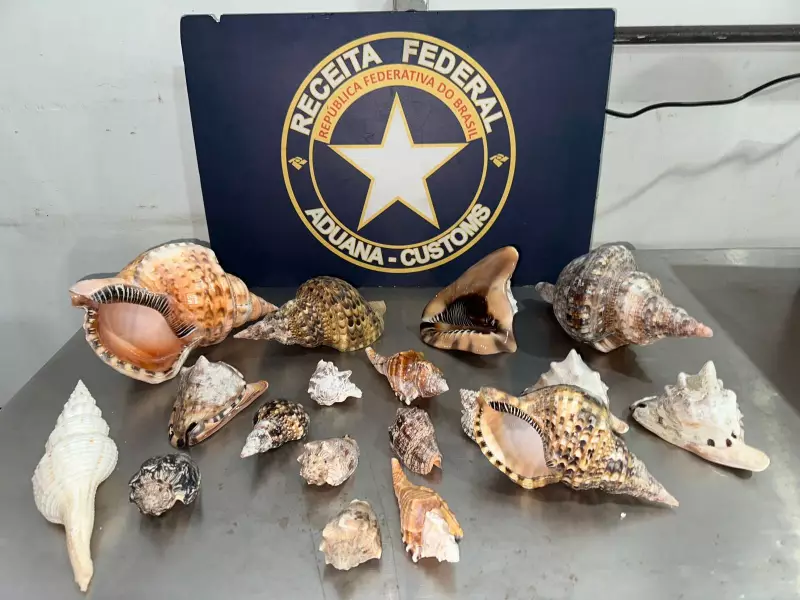 Receita Federal apreende 70kg de conchas e búzios no Ceará que seriam contrabandeados para a Itália