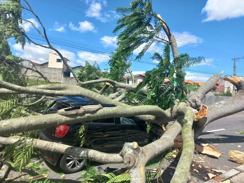 Árvore de Grande Porte Desaba e Atinge Carro em São José dos Campos: Veja os Detalhes do Acidente