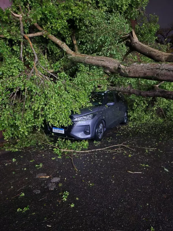 Árvore Desaba em Pátio Escolar e Atinge Veículos em Itaquaquecetuba; Sorte Não Houve Feridos
