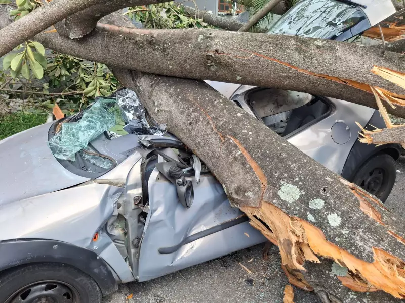Árvore Desaba Sobre Carro Durante Temporal e Fere Motorista na Zona Sul de SP