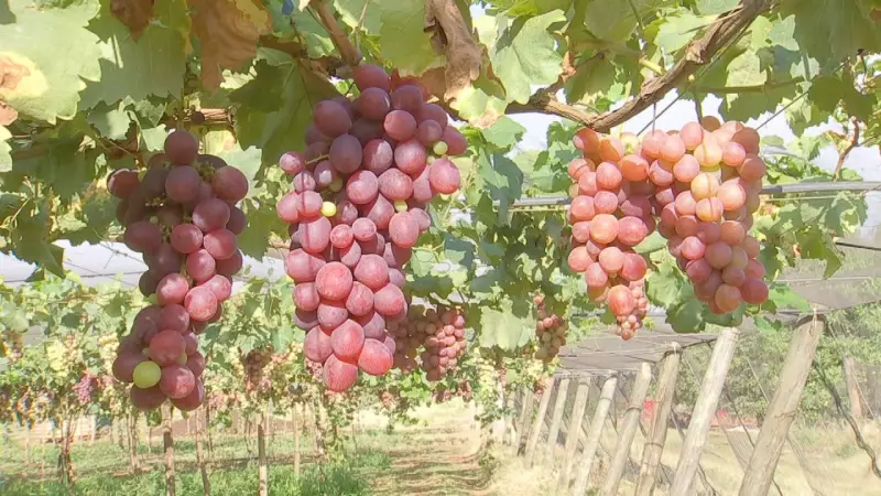 Safra de Uvas em Jales: Colheita no Final com Qualidade Excepcional e Mercado Aquecido