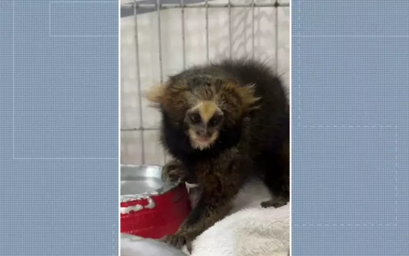 Sagui 'Caveirinha' vítima de atropelamento se torna símbolo crucial na luta pela conservação da espécie